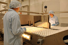 EGG PROCESSING PLANT