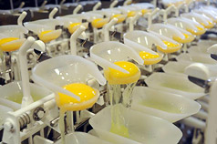 EGG PROCESSING PLANT